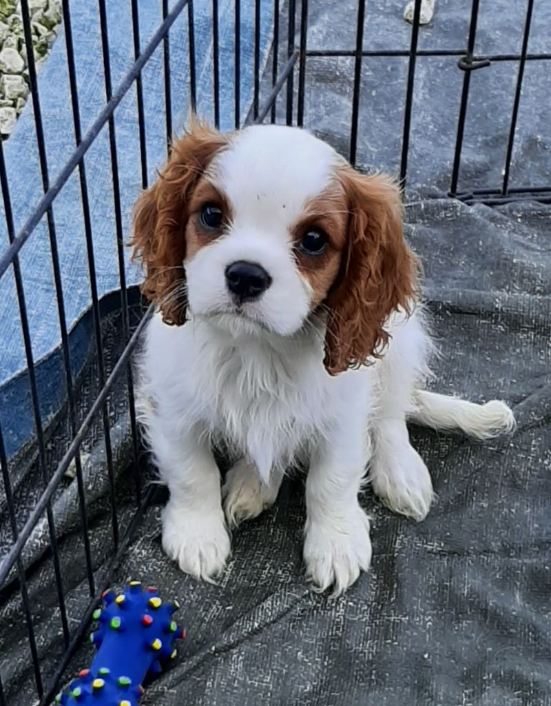 de la Vallée des Corbeaux - Chiot disponible  - Cavalier King Charles Spaniel