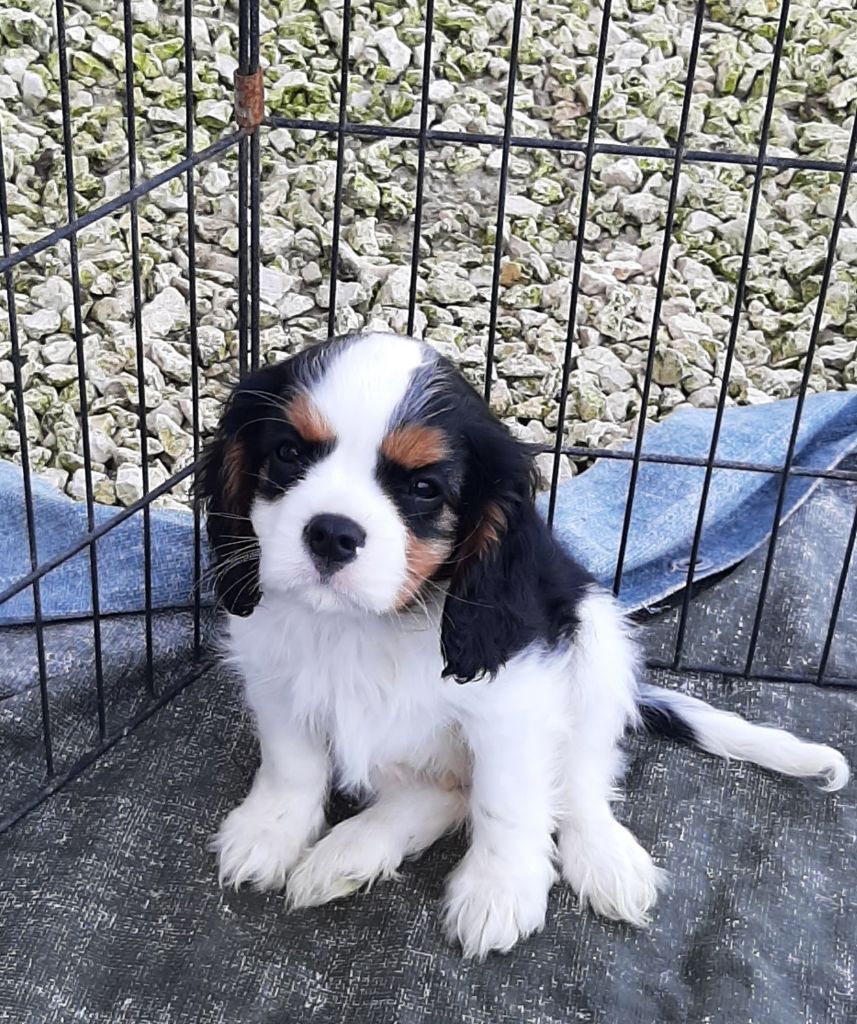 de la Vallée des Corbeaux - Chiot disponible  - Cavalier King Charles Spaniel