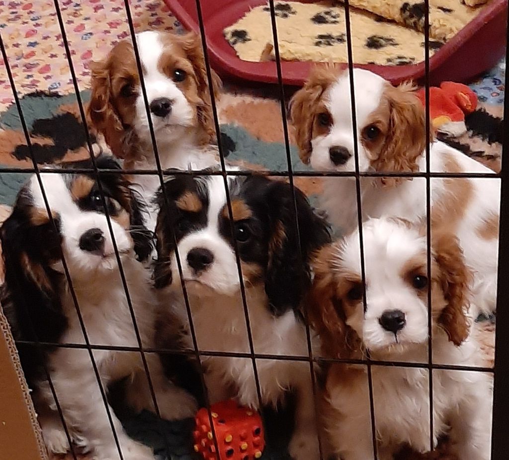 chiot Cavalier King Charles Spaniel de la Vallée des Corbeaux