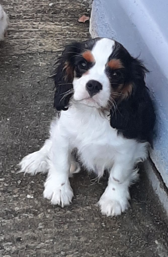 de la Vallée des Corbeaux - Chiot disponible  - Cavalier King Charles Spaniel