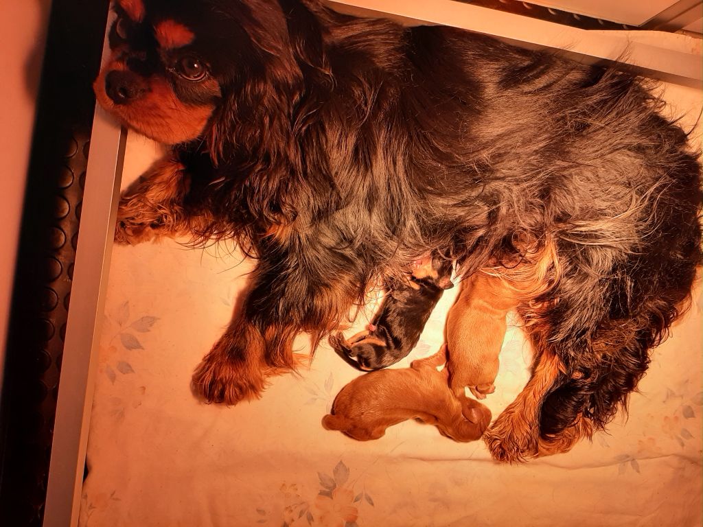 Chiot Cavalier King Charles Spaniel de la Vallée des Corbeaux