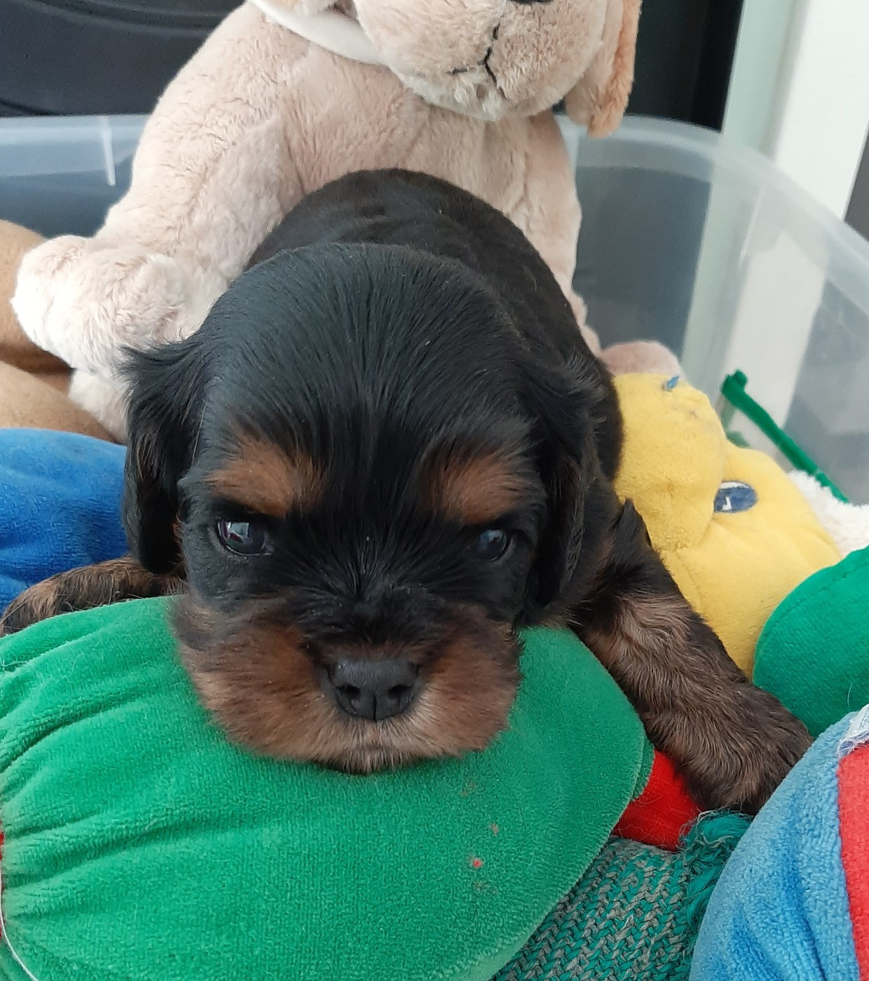 de la Vallée des Corbeaux - Chiots disponibles - Cavalier King Charles Spaniel