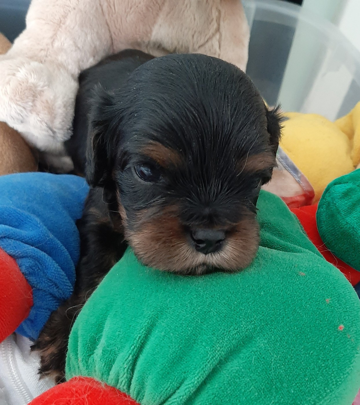 de la Vallée des Corbeaux - Chiots disponibles - Cavalier King Charles Spaniel