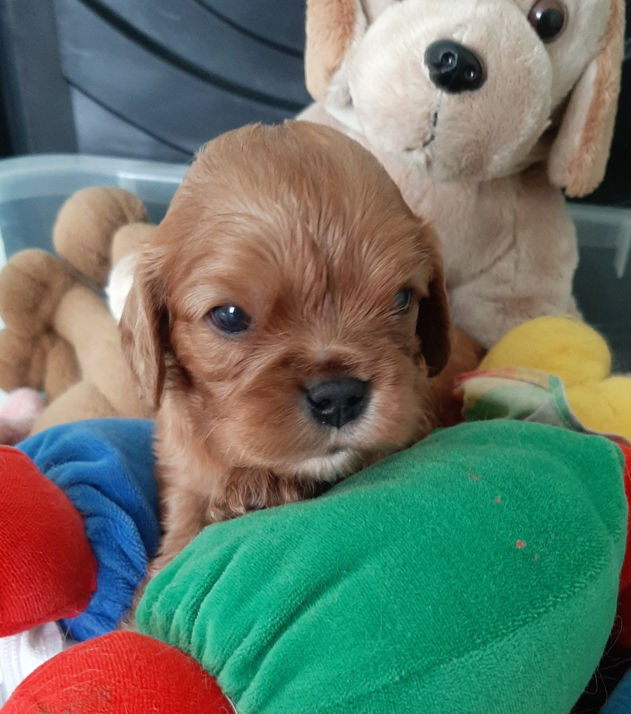 de la Vallée des Corbeaux - Chiots disponibles - Cavalier King Charles Spaniel