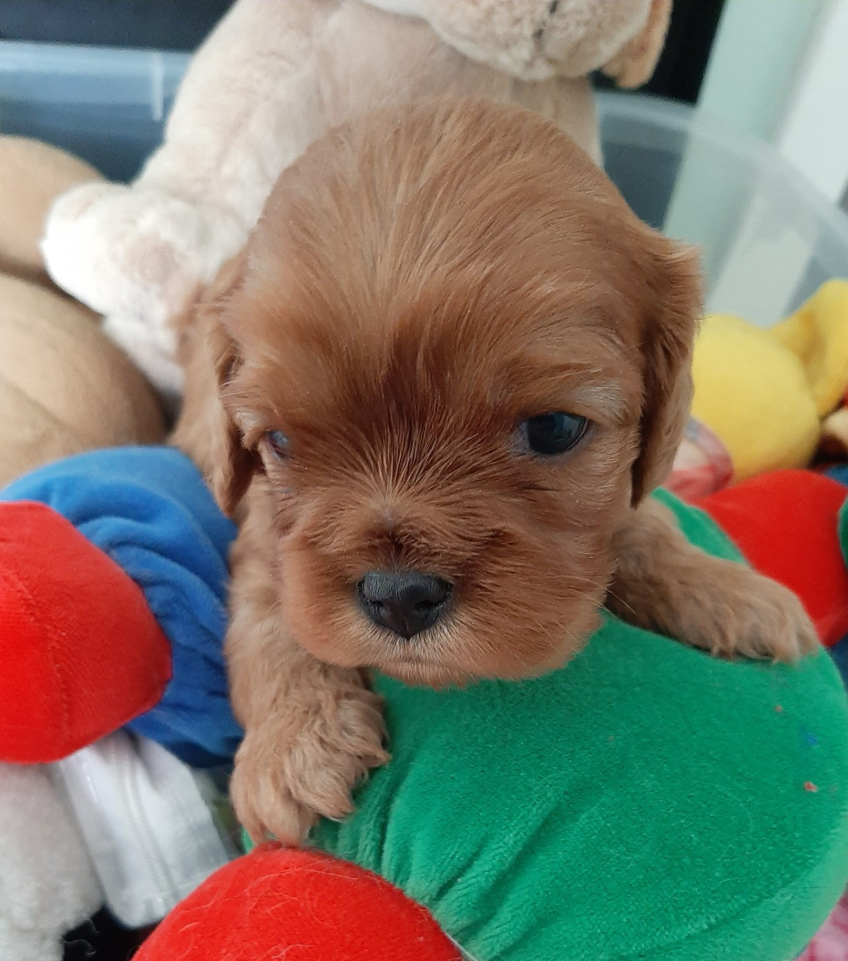 de la Vallée des Corbeaux - Chiots disponibles - Cavalier King Charles Spaniel