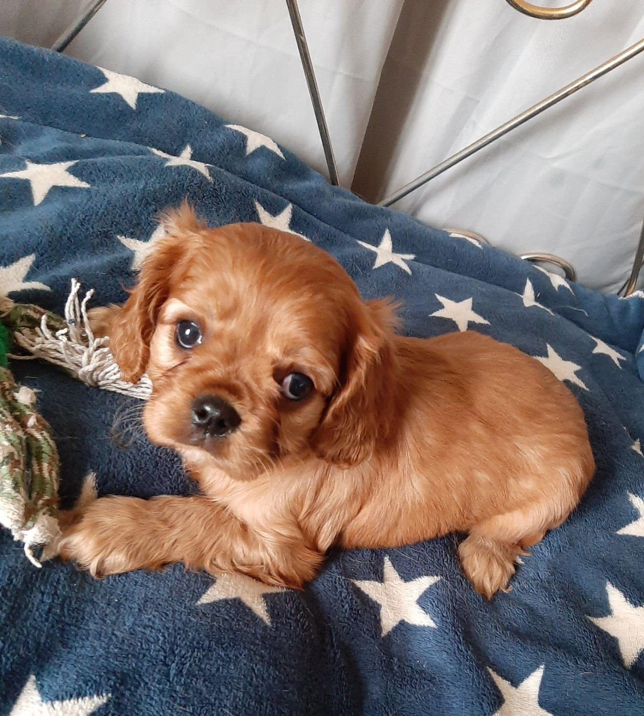 de la Vallée des Corbeaux - Chiots disponibles - Cavalier King Charles Spaniel