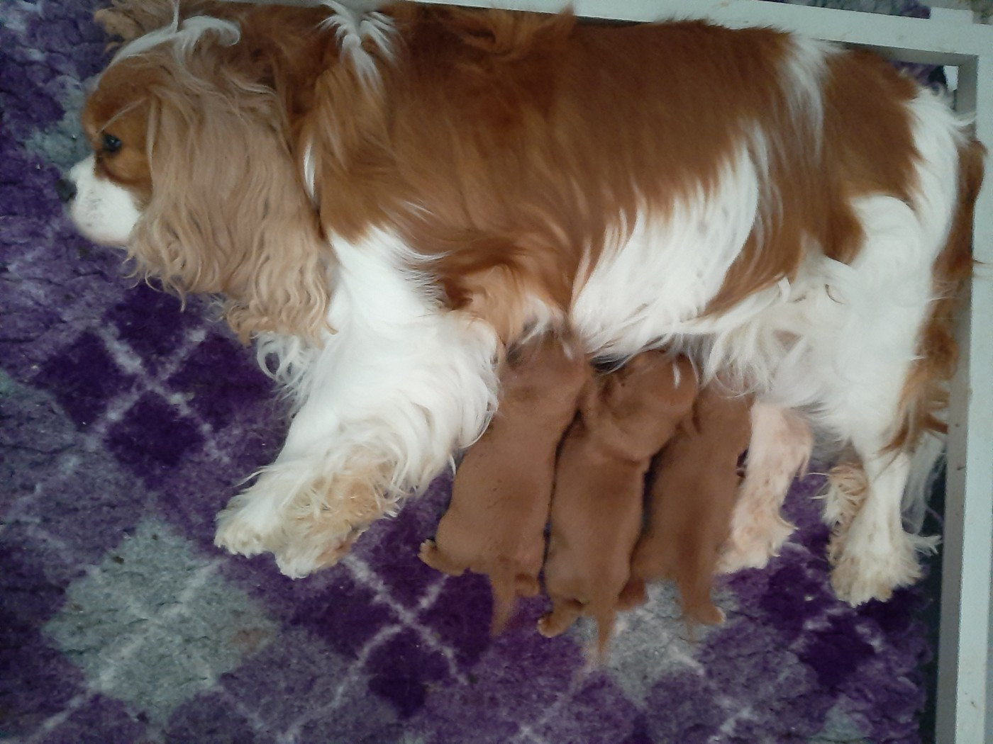 Chiot Cavalier King Charles Spaniel de la Vallée des Corbeaux