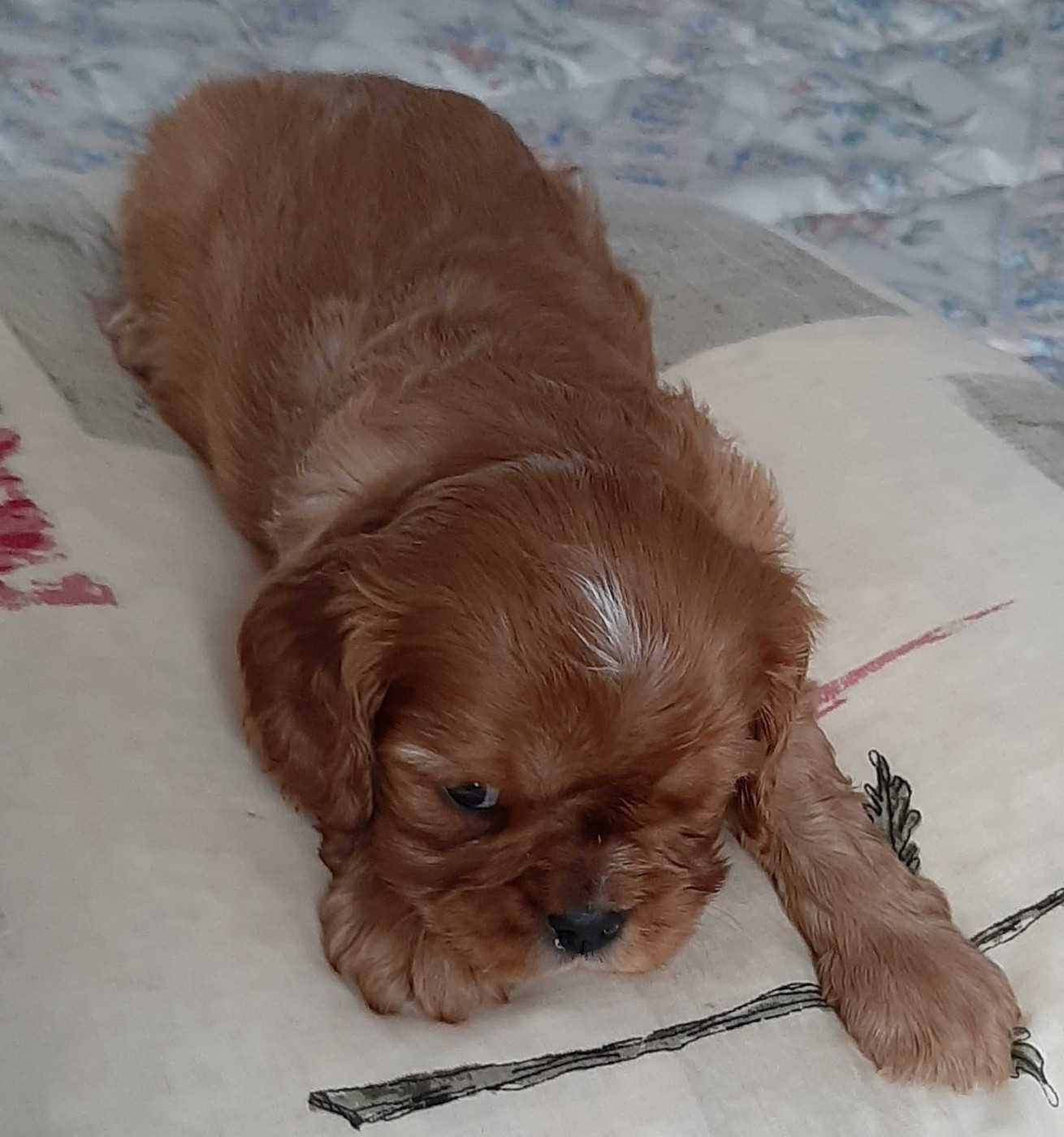 de la Vallée des Corbeaux - Chiots disponibles - Cavalier King Charles Spaniel
