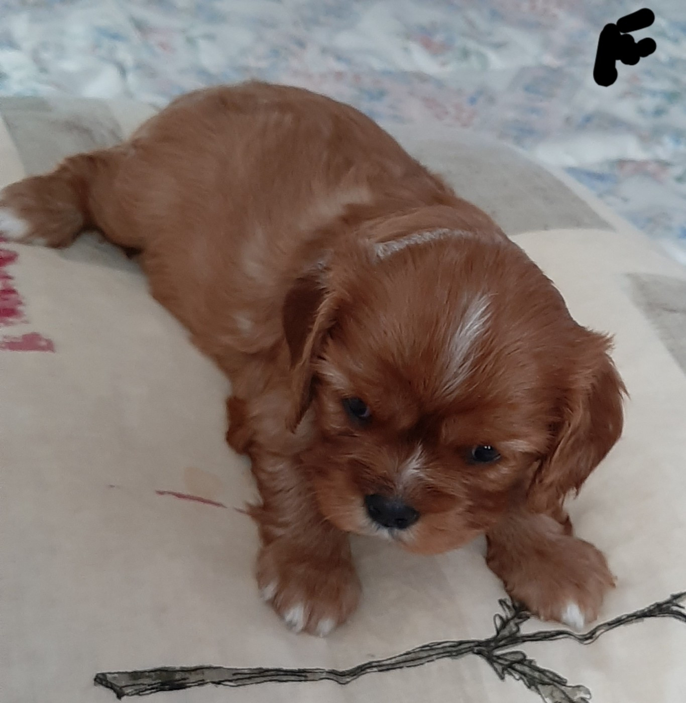 de la Vallée des Corbeaux - Chiots disponibles - Cavalier King Charles Spaniel