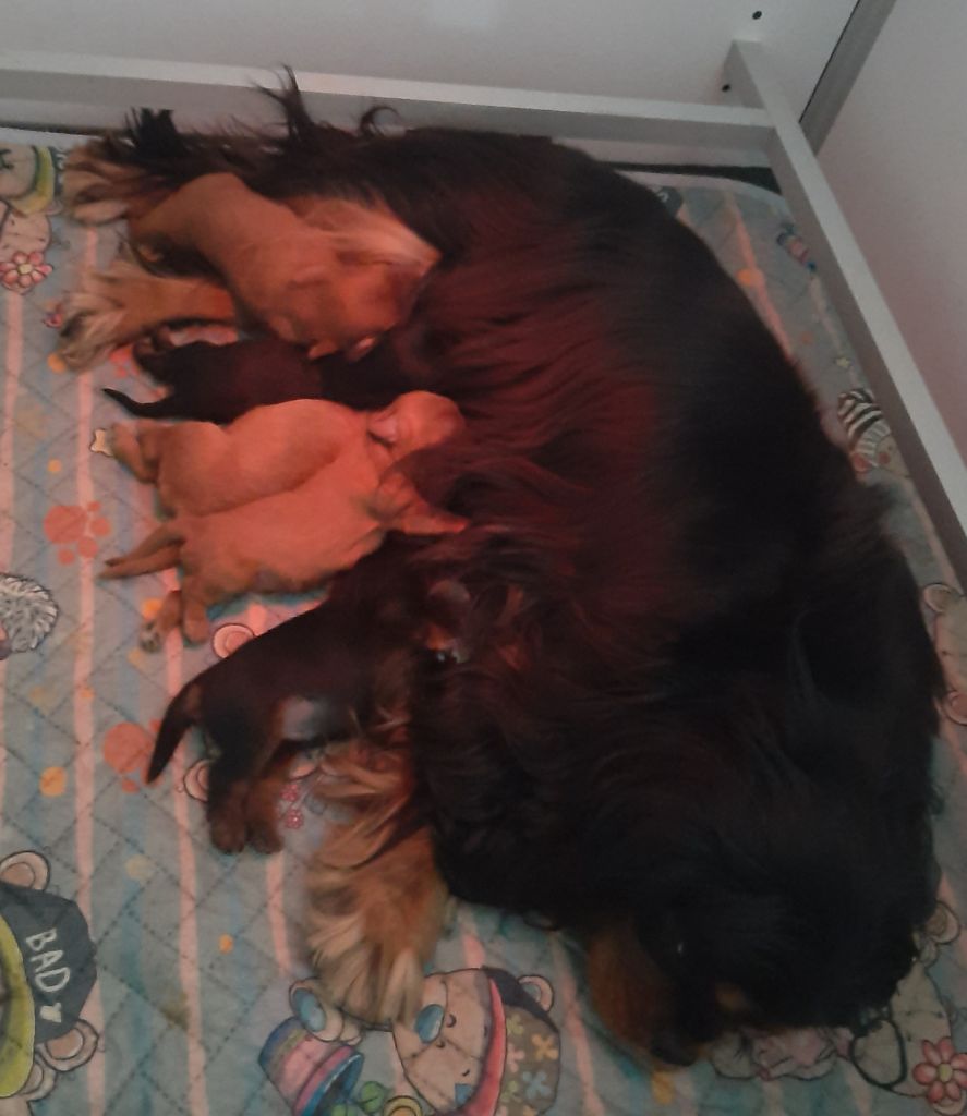 de la Vallée des Corbeaux - Cavalier King Charles Spaniel - Portée née le 29/11/2025