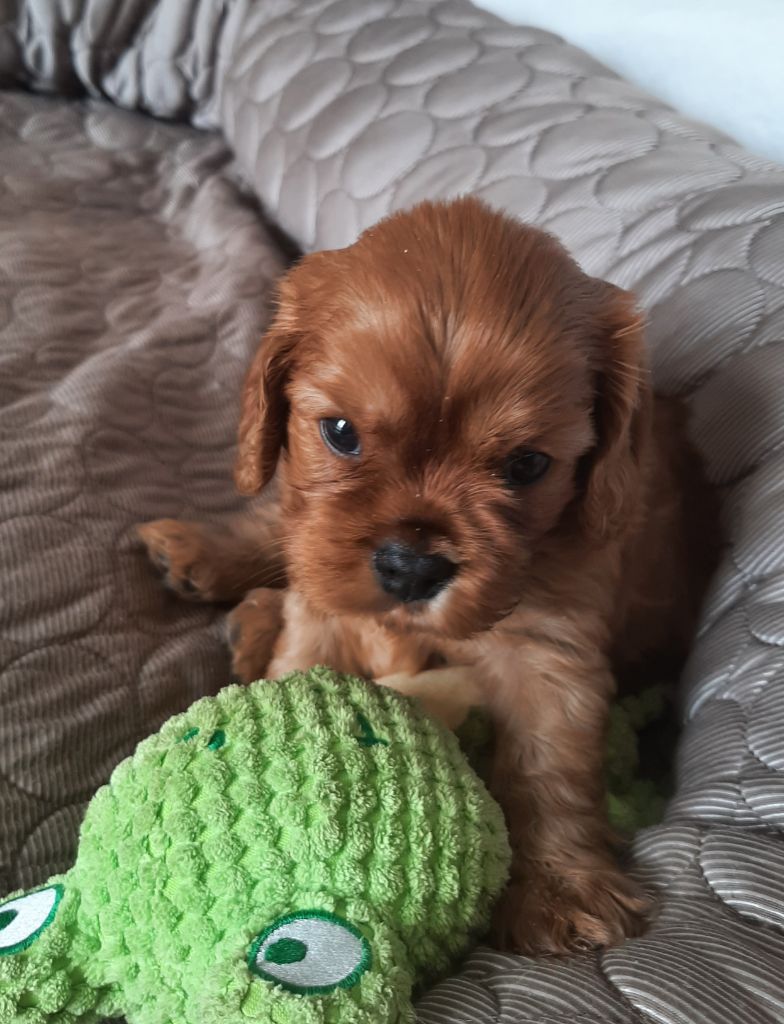 de la Vallée des Corbeaux - Chiots disponibles - Cavalier King Charles Spaniel