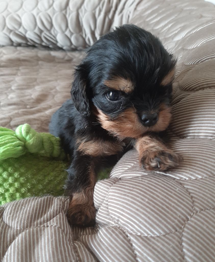 de la Vallée des Corbeaux - Chiots disponibles - Cavalier King Charles Spaniel